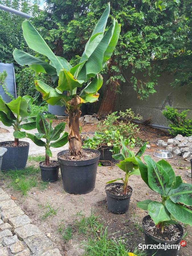 Bananowce male i duże 30 do 100 dolnośląskie Wrocław