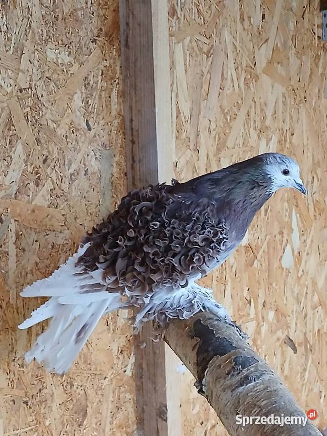 Gołębie ozdobne loczki Prabuty
