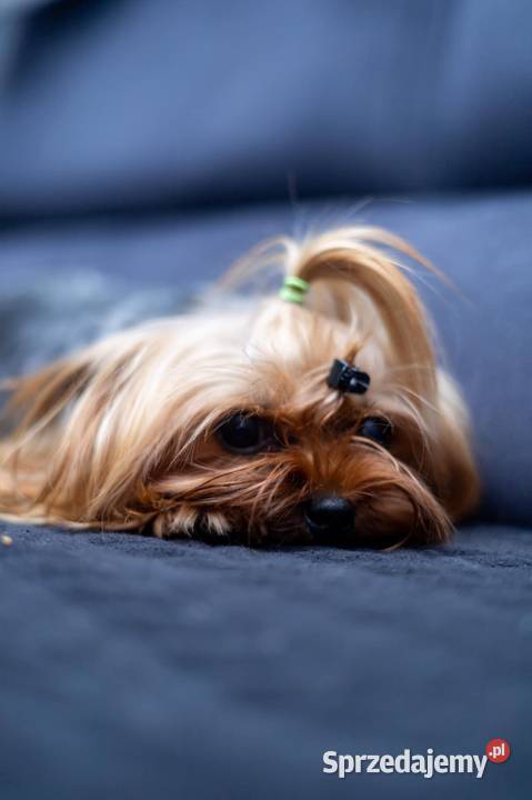 Yorkshire suczka 3 letnia warmińsko-mazurskie