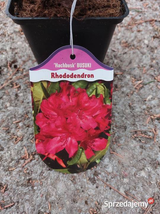 Rododendron Rododendrony 10 MIX PROMOCJA Kamień Pomorski sprzedam
