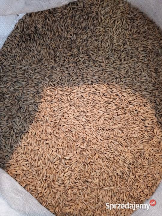 Owies 150 Chełmża sprzedam