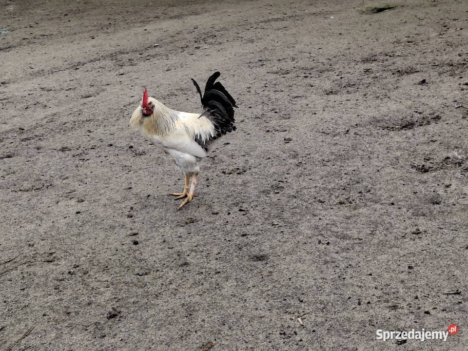 koguty z wolnego wybiegu młode lubelskie Sułoszyn