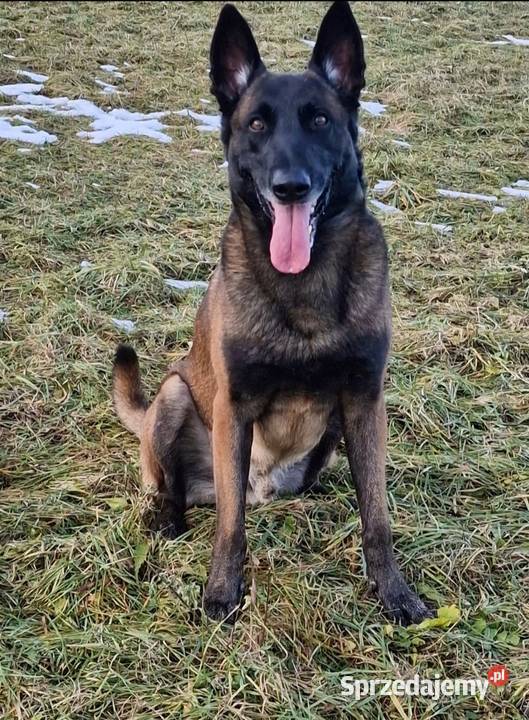 Owczarek belgijski Malinois FCI Zapowiedz miotu