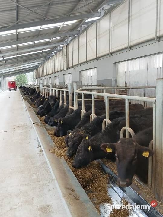 Sprzedaż żywego bydła Wagyu do hodowli i na