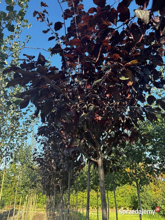 Drzewa alejowe lipa głóg śliwa brzoza klon grab Sompolno