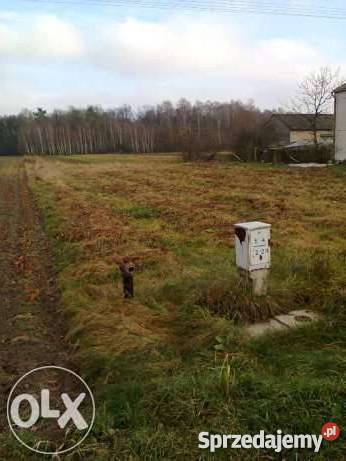 Działka budowlana 70 arów Kochanów k Puław Kochanów