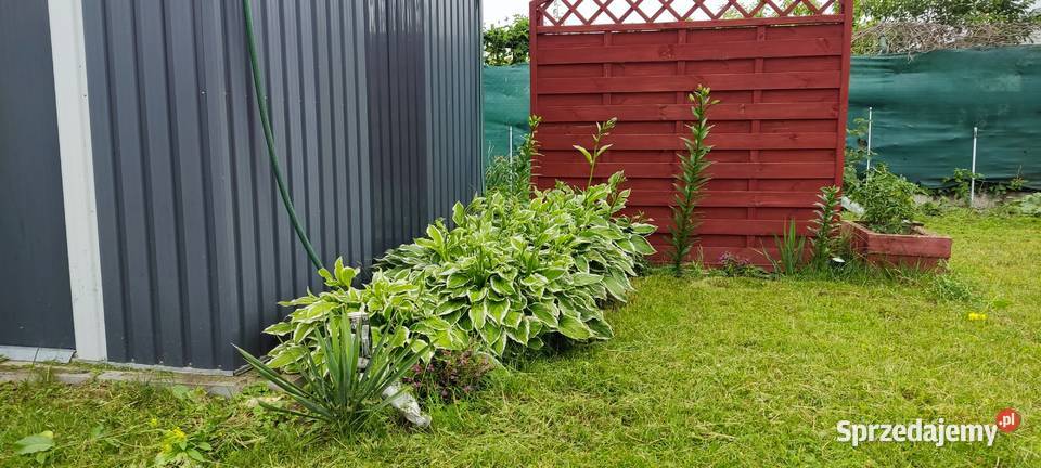 Sprzedam działkę ROD woda Sprzedaż warmińsko-mazurskie Ełk