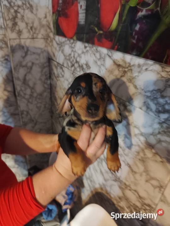 Jamnik krótkowłosy merle piesek Ciechanów