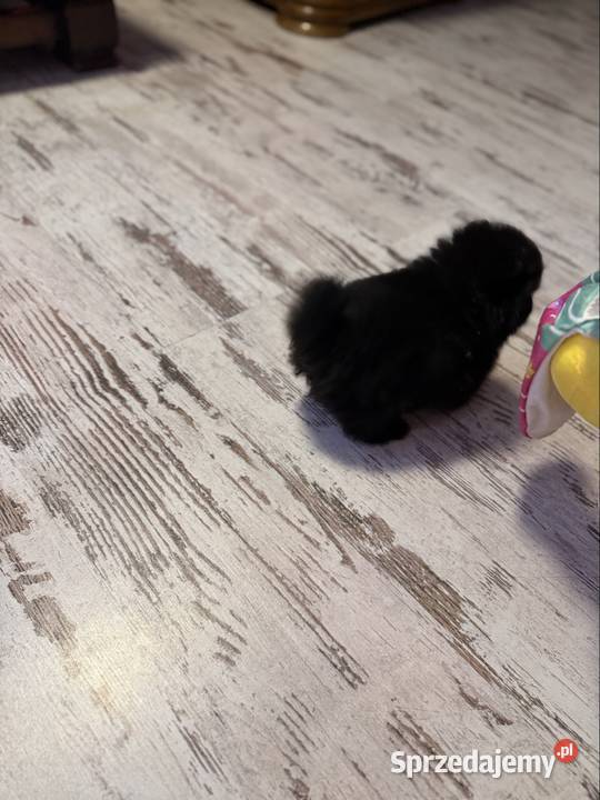 Szpic pomeranian boy sprzedam