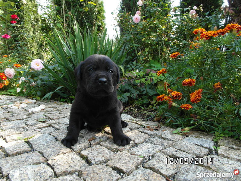 Szczeniaki Labrador Retriever z rodowodem FCI, ZKwP Nowy Sącz