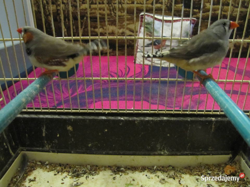 Sprzedam zeberki kujawsko-pomorskie Toruń