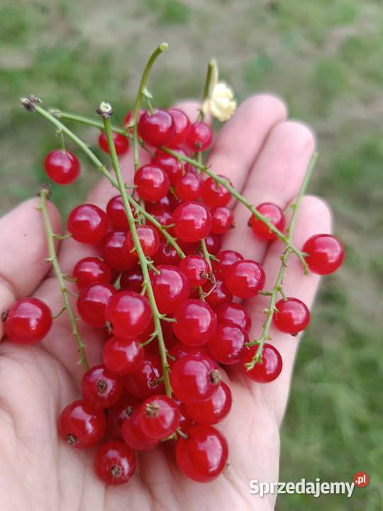 Sprzedam porzeczki czerwone małopolskie Przyszowa