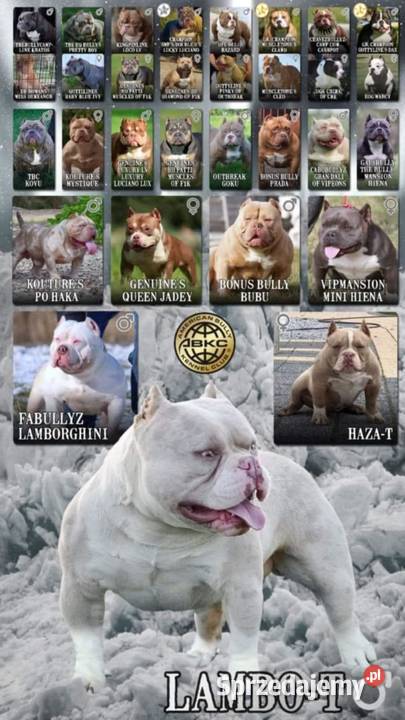 American Bully Pocket Gdańsk