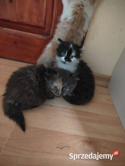 Maine Coon Maine Coon Polesie Mikułowskie