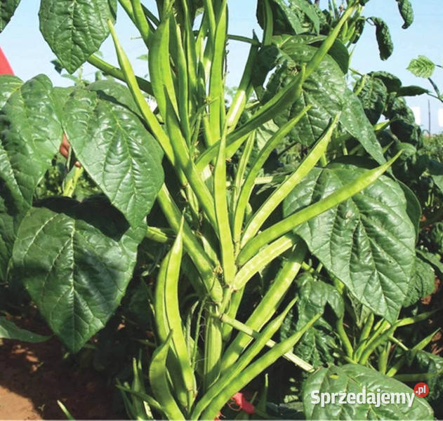 GUAR Cyamopsis tetragonoloba NASIONA 100g Lubanie sprzedam