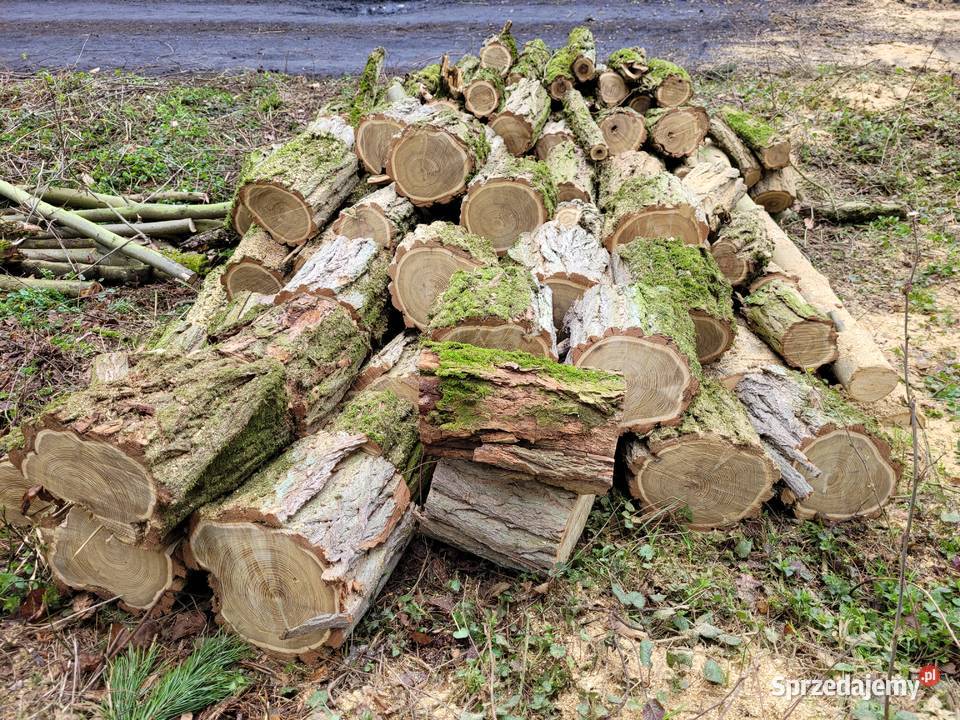 liściaste Grab Jesion Akacja kujawsko-pomorskie Świecie sprzedam