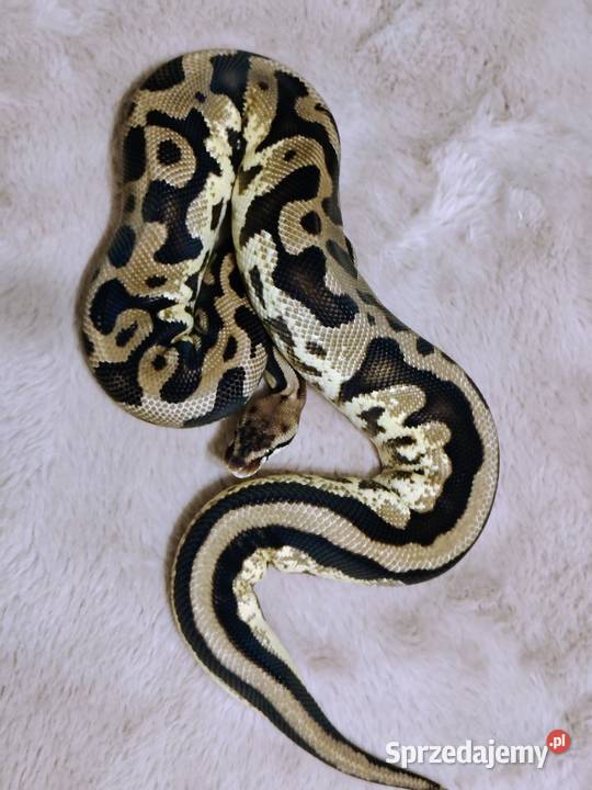 Pyton Królewski Regius Samica Tychy