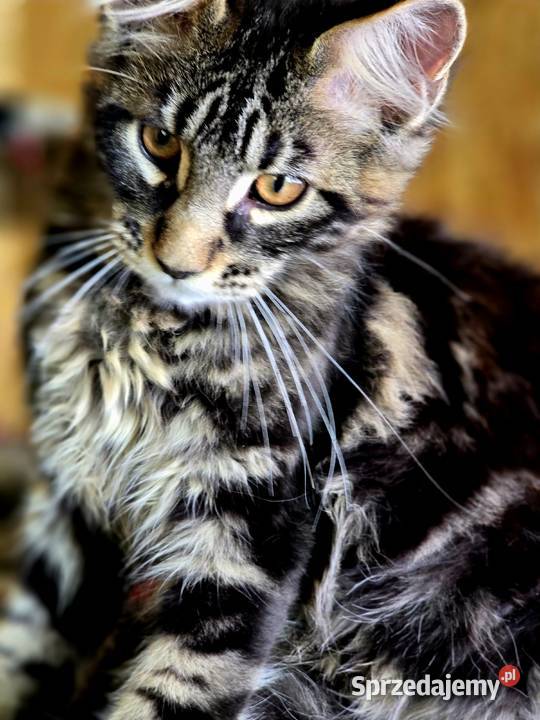 Maine Coon kocięta Wschowa