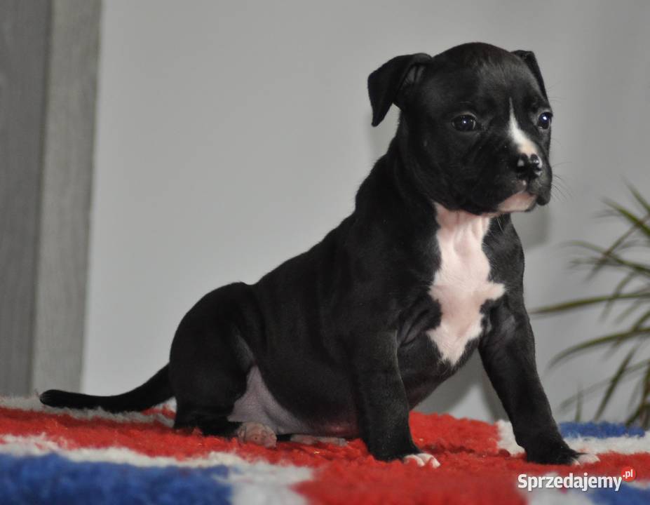 Amstaff zkwp FCI przepiękna suczka Koziegłowy sprzedam