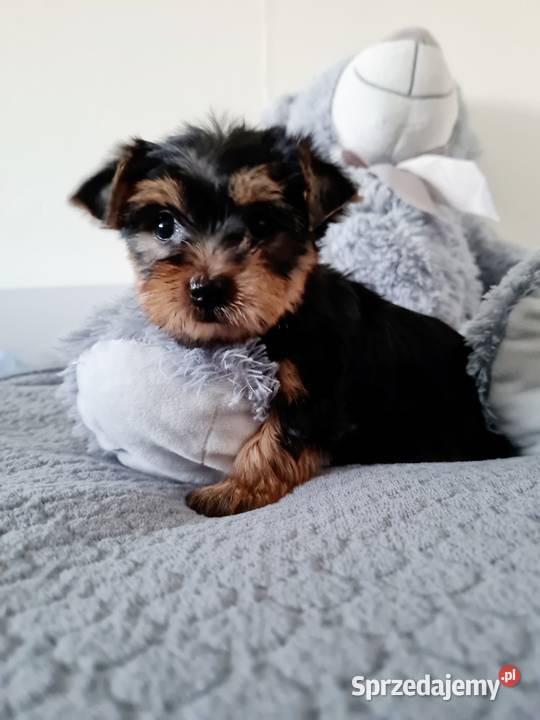 Dziewczyna Yorkshire Terrier z Chipem Wyprawka Zwierzęta Częstochowa