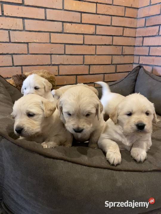 Golden Retriever wielkopolskie Brzostowo