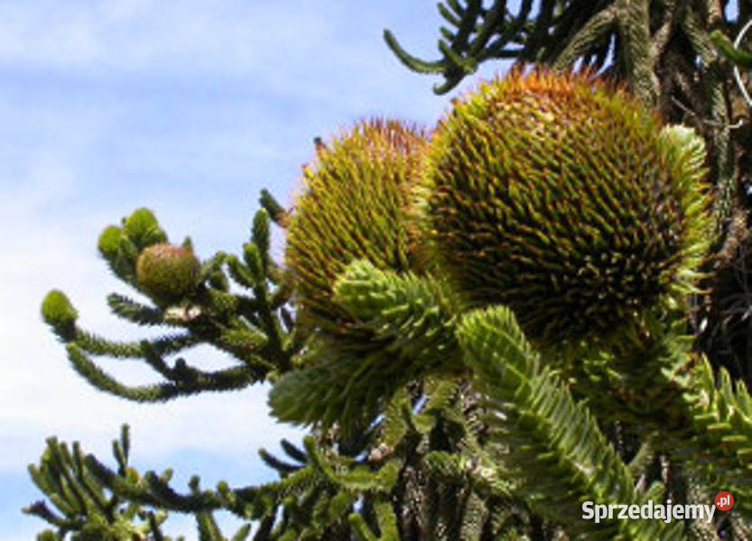 ARAUKARIA CHILIJSKA Araucaria araucanaNASIONA 50 Lubanie