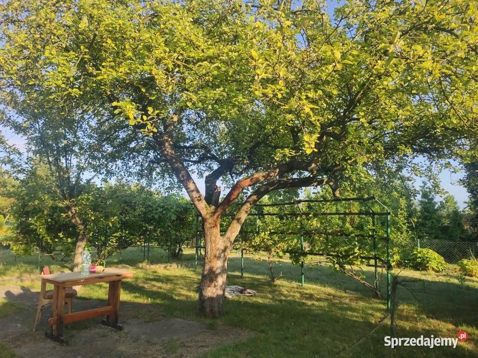 SPRZEDAM DUŻĄ DZIAŁKĘ 420m2 ROD Kolejarz śląskie Lubliniec