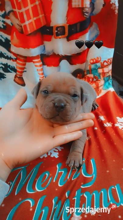 Amstaff Zapowiedź Miotu Amstaff Radomsko