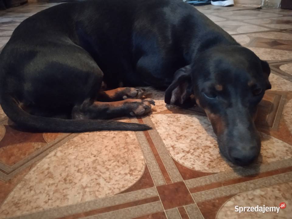 Jamniki Krótkowłose Czarne Podpalane świętokrzyskie Ruszków