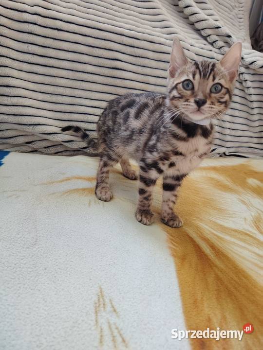 Sprzedam koty bengalskie sprzedam