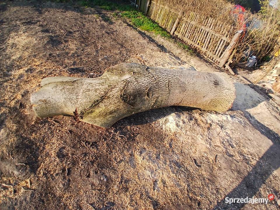 Sprzedam drewno orzech wloski sprzedam