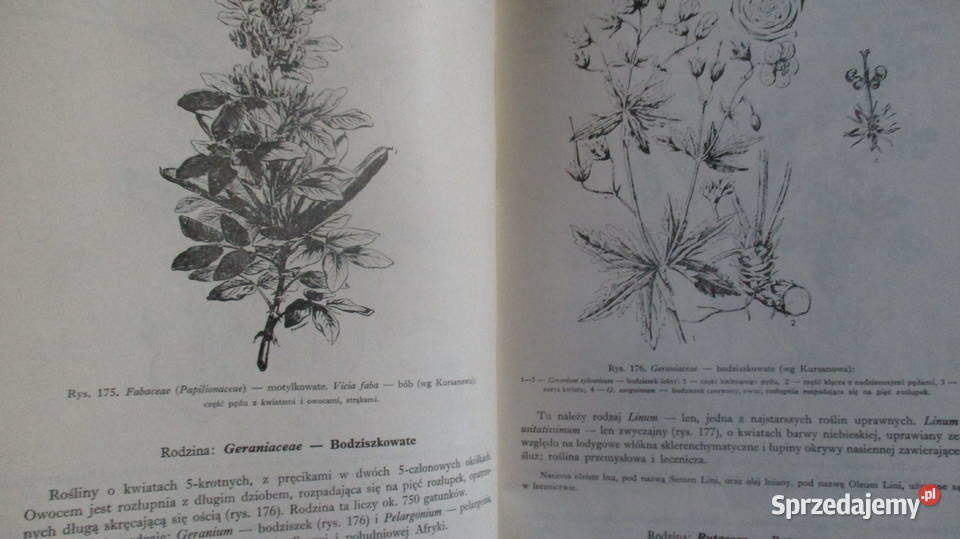 Zarys systematyki roślin Mowszowicz systematyka Łódź