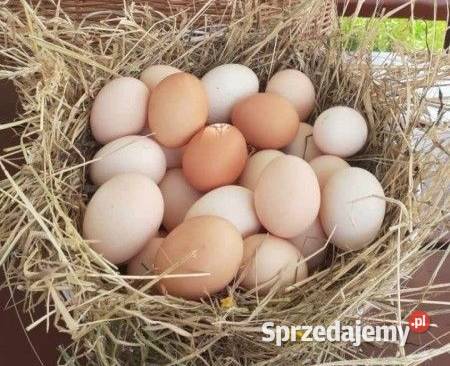 Jajka wiejskie świeże Opole Lubelskie