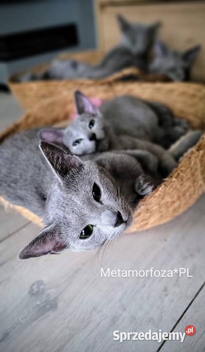 Kocięta rosyjskie niebieskie Legionowo