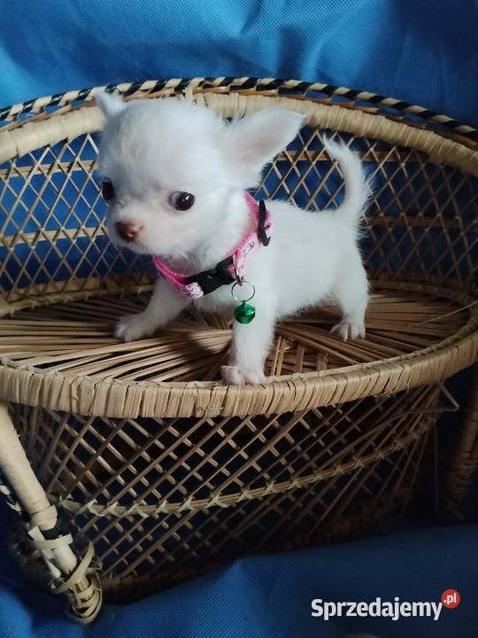 Śliczna malunia sunia chihuahua Chihuahua Głogów