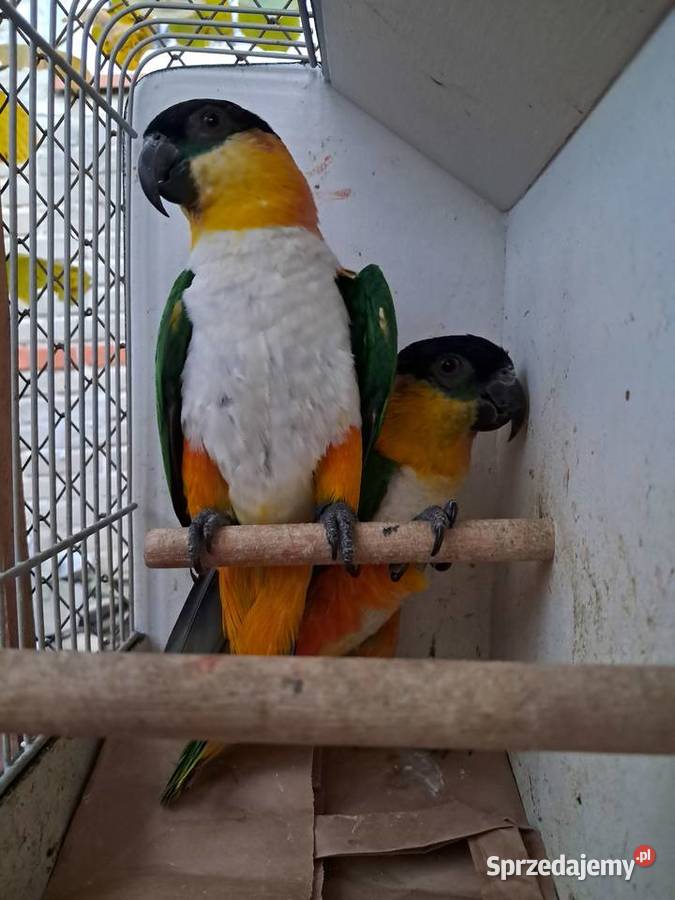 Barwinki czarnogłowe Ptaki Ptaki