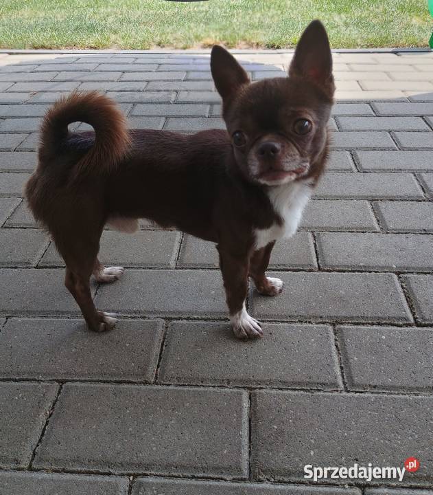 Chihuahua dorosły reproduktor łódzkie