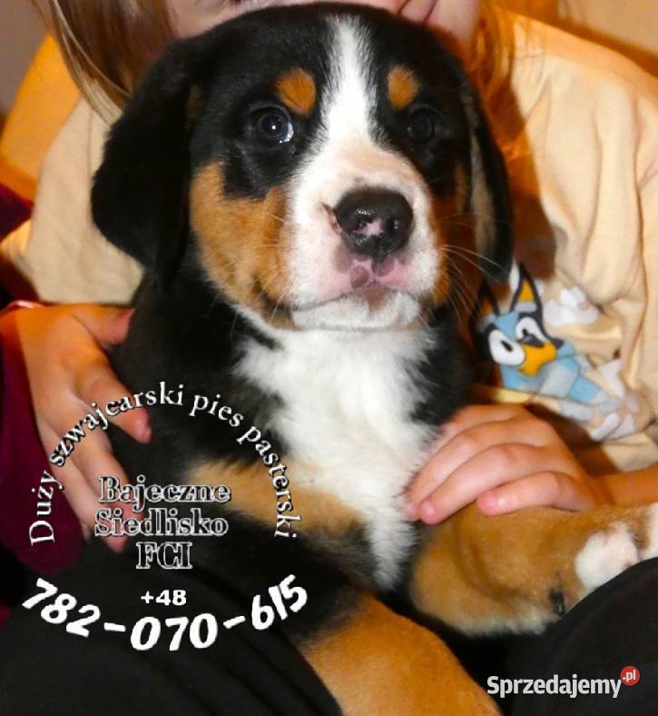 Duży Szwajcarski Pies Pasterski szczeniak Dąbrowa Górnicza