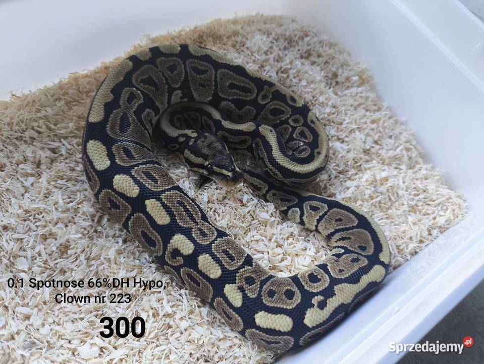 Wąż pyton królewski 223 wielkopolskie