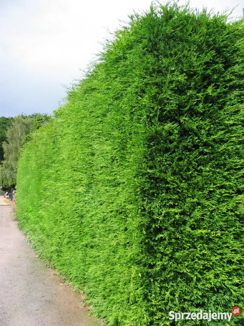 Thuja tuja brabant smaragd świerk srebrny jodła Ogród małopolskie