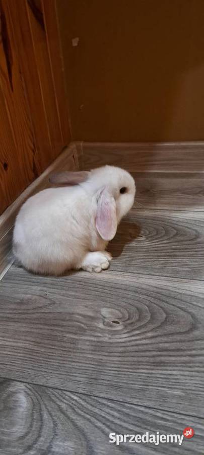 Króliczki mini lop wielkopolskie sprzedam
