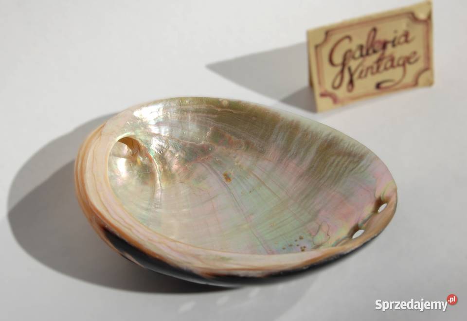 Muszla morska abalone paua polerowana 86 lubelskie Lublin