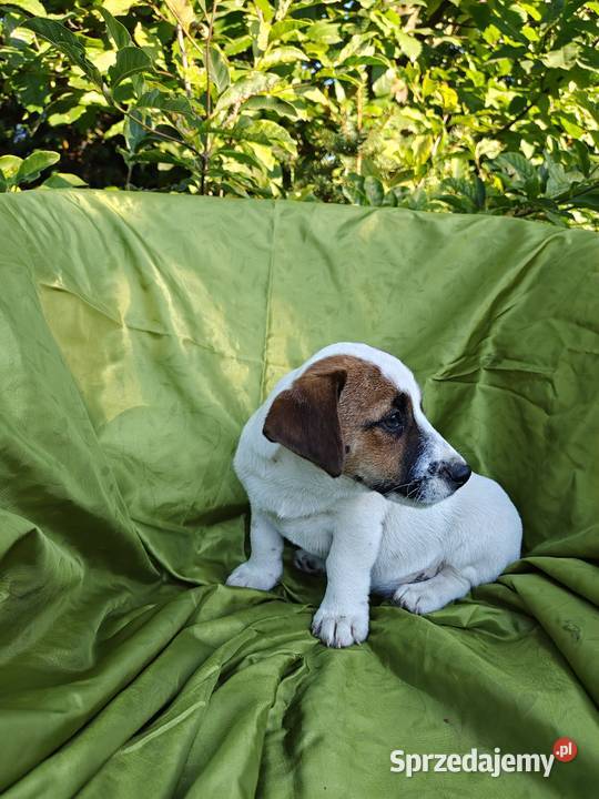Wzorcowy Jack Russell terrier Doskonała budowa Krapkowice