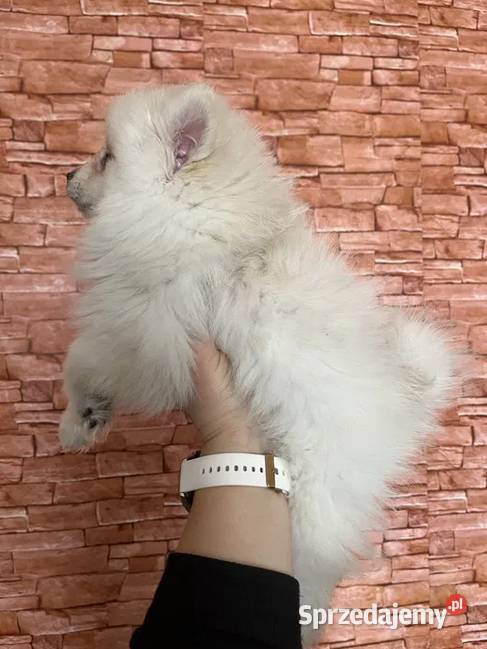 szpic miniaturowy chłopiec Skalbmierz