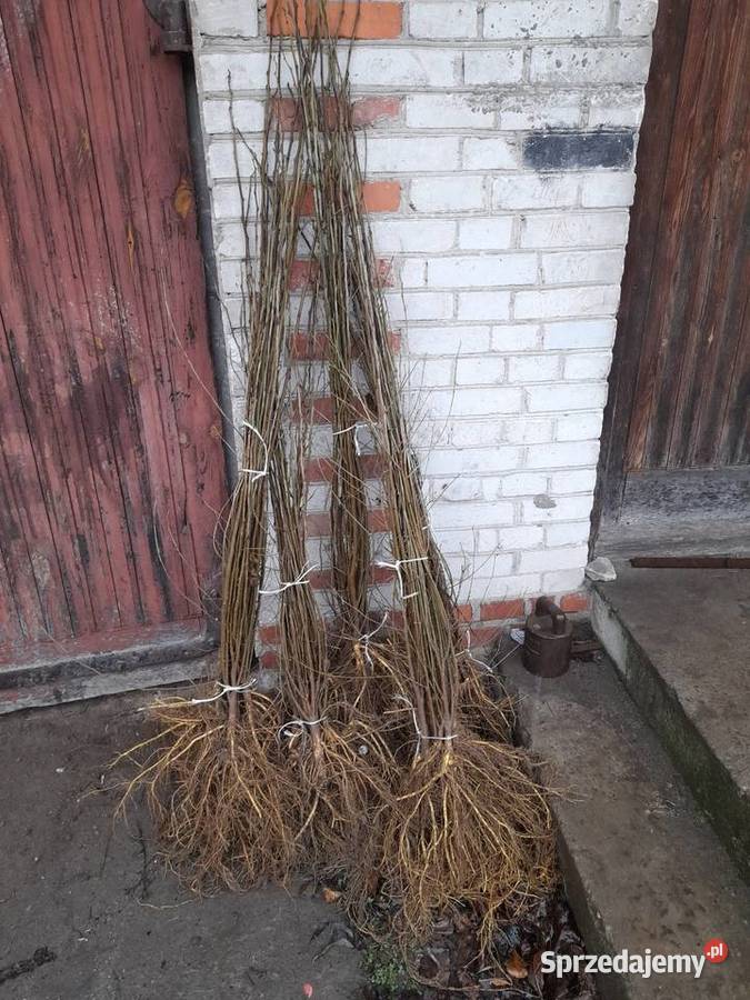 Sadzonka i podkladka morwa katalpy klon modrzew Chrząchów