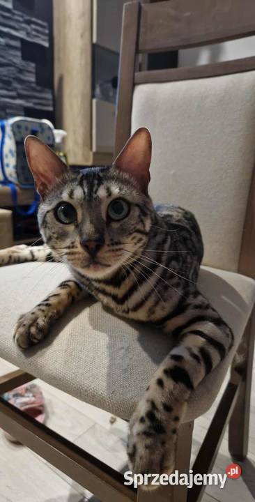 Opel Vectra C 18 Benzyna LPG 220 6500 manualna Vectra Łódź