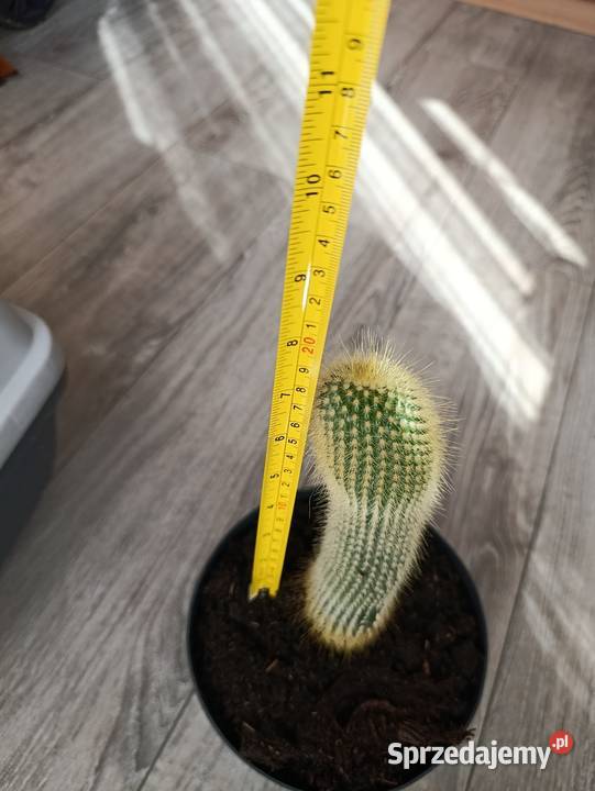 kaktus następny do pilnej sprzedaży