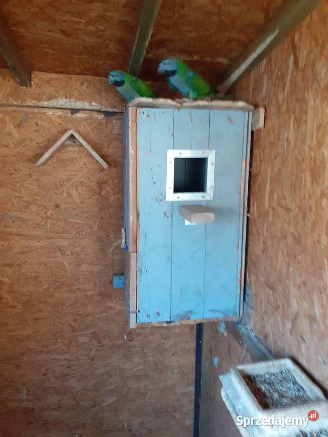 Papugi Aleksy Chińskie samice Trzciel