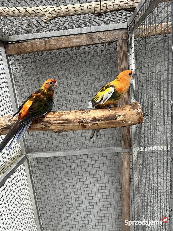 Rozelle królewskie szeki pomarańczowe śląskie Sośnicowice