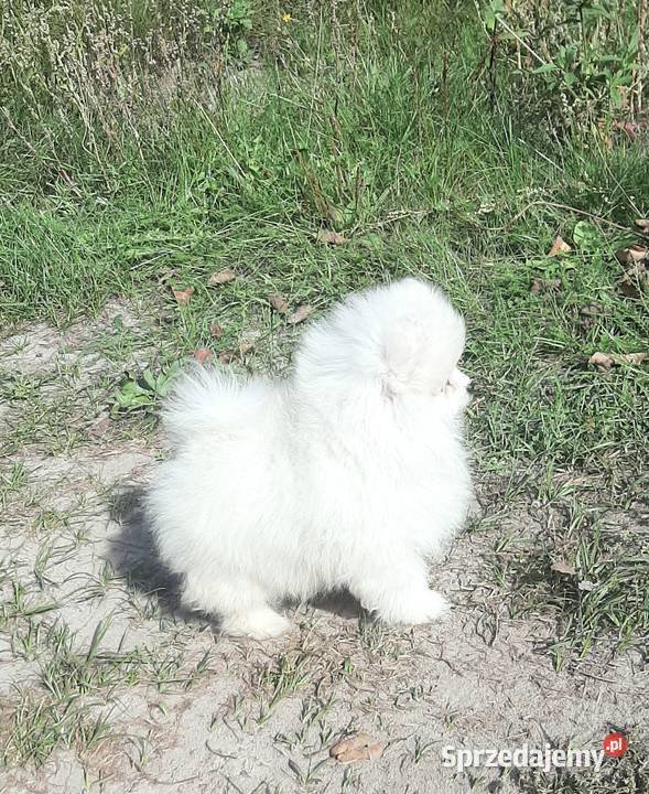 Szpic miniaturowy Pomeranian chlopak Pabianice